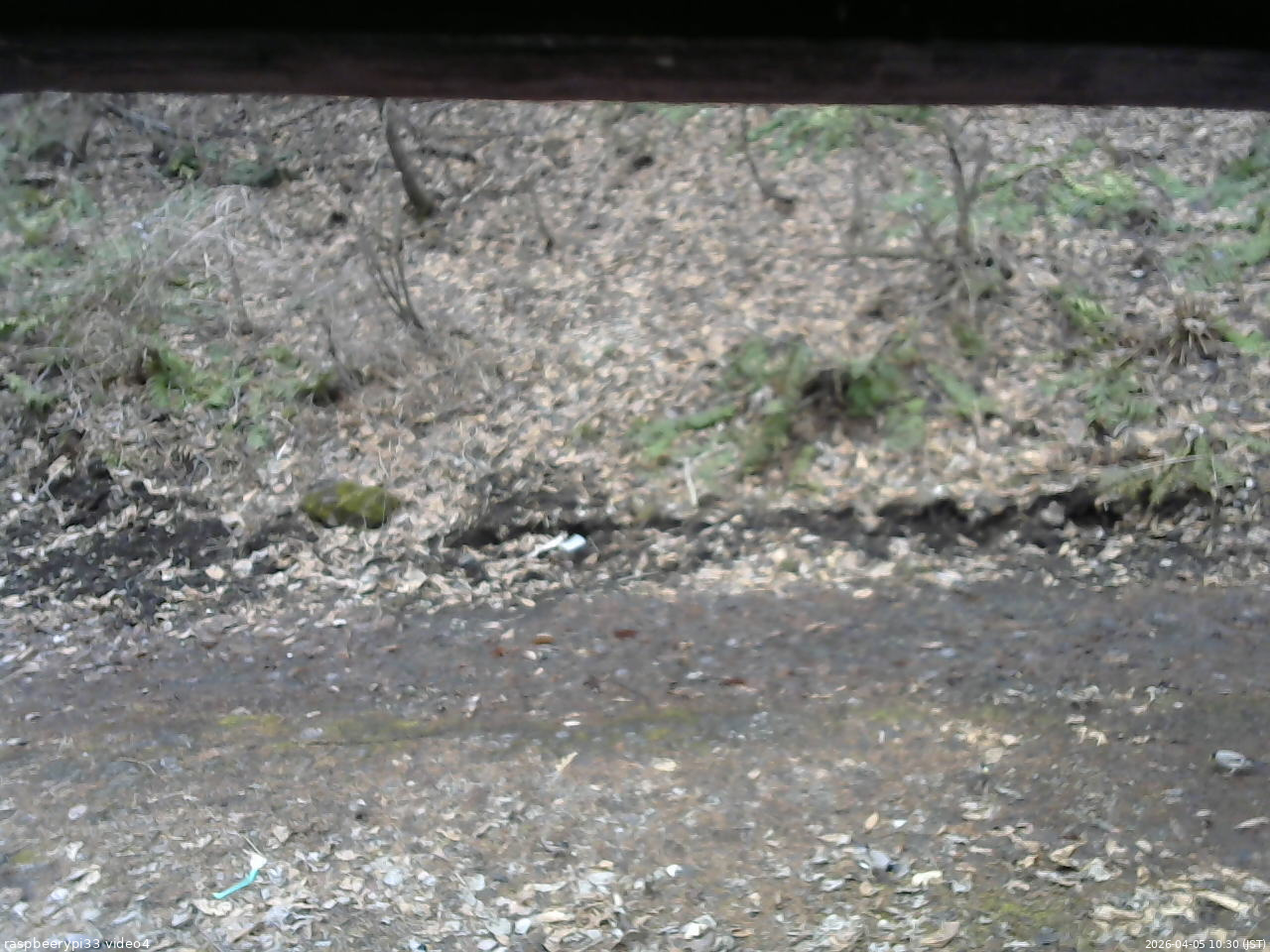 長野県菅平高原 ゆたか山荘 東側(坂下) 2026/04/05 10:30