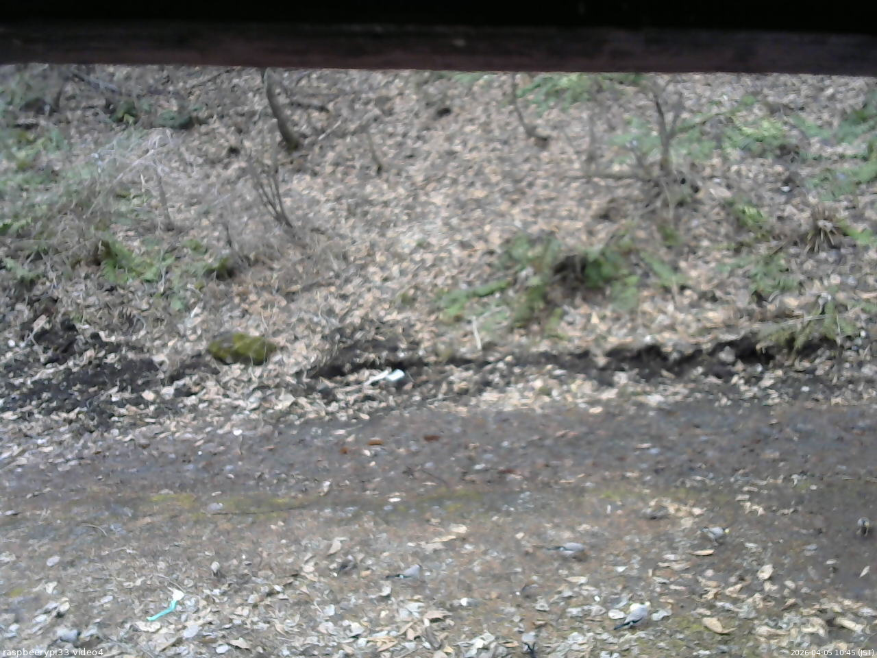 長野県菅平高原 ゆたか山荘 東側(坂下) 2026/04/05 10:45