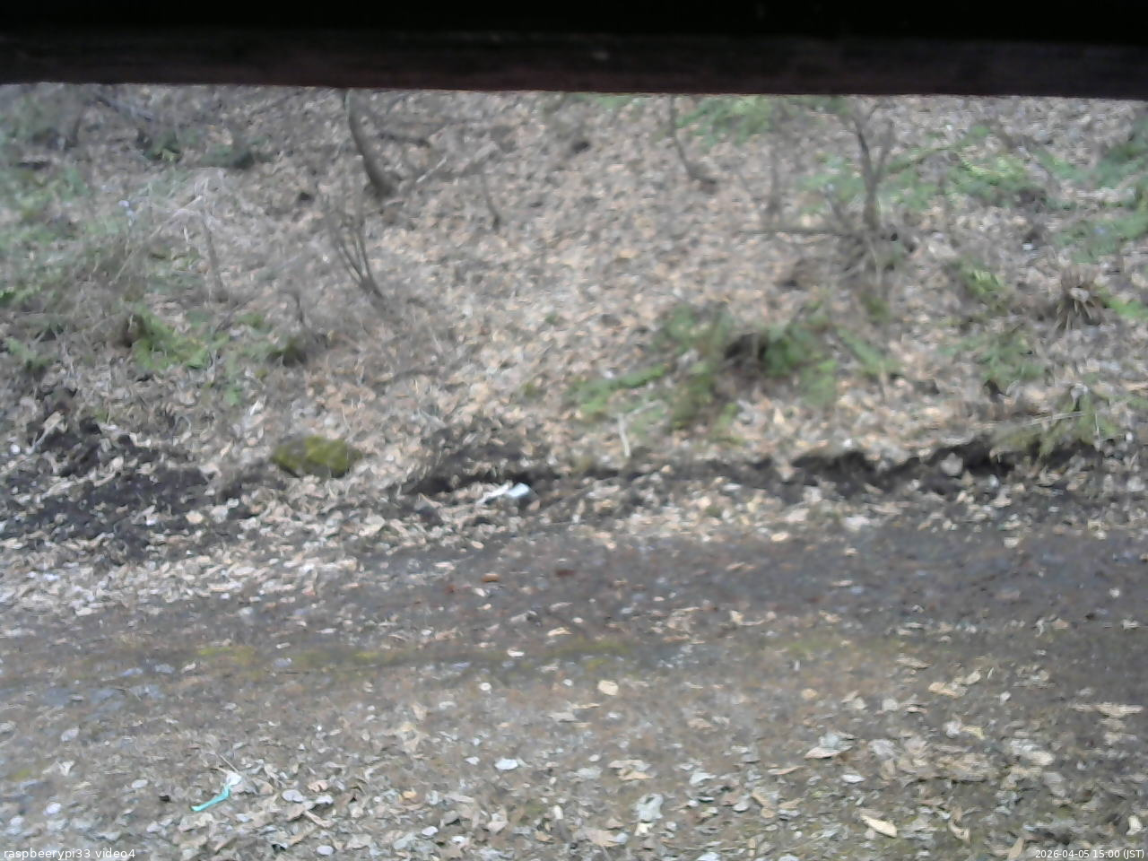 長野県菅平高原 ゆたか山荘 東側(坂下) 2026/04/05 15:00