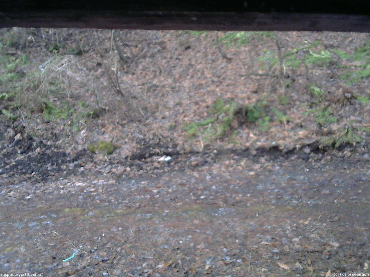 長野県菅平高原 ゆたか山荘 東側(坂下) 2026/04/06 05:30