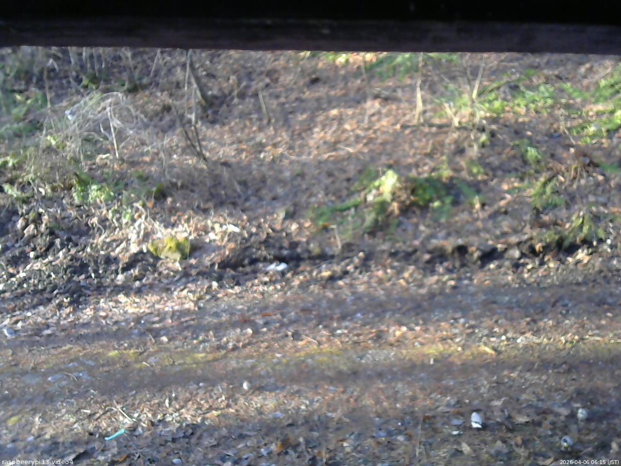 長野県菅平高原 ゆたか山荘 東側(坂下) 2026/04/06 06:15