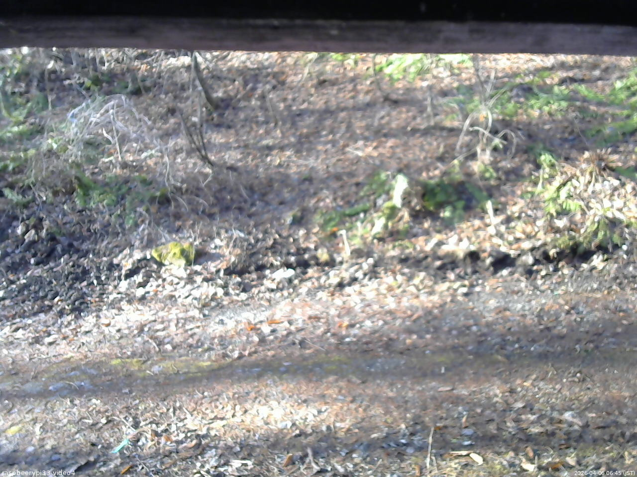 長野県菅平高原 ゆたか山荘 東側(坂下) 2026/04/06 06:45