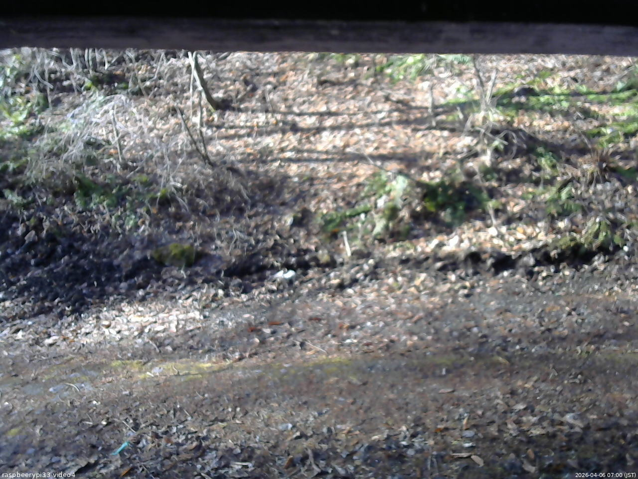 長野県菅平高原 ゆたか山荘 東側(坂下) 2026/04/06 07:00