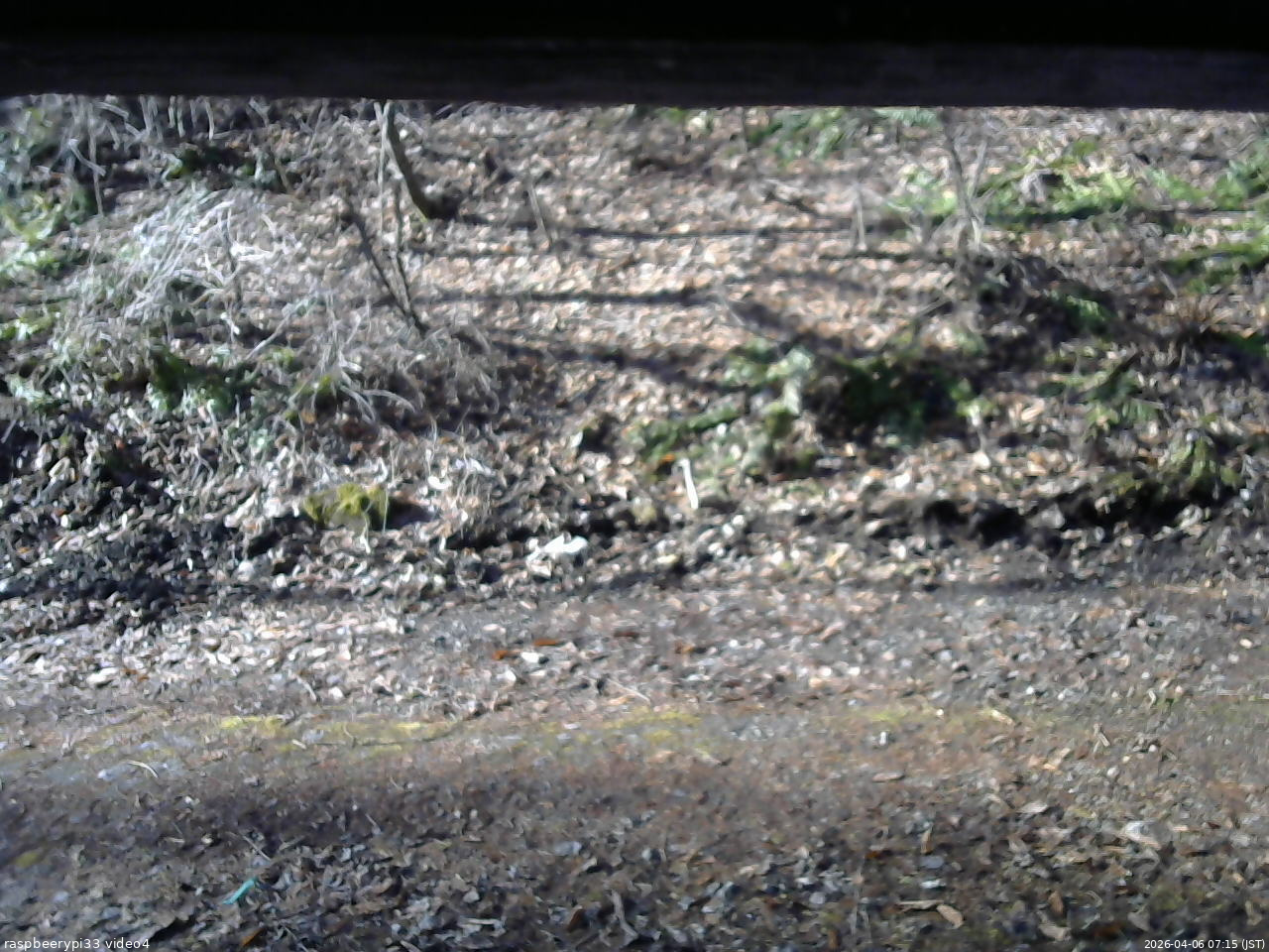 長野県菅平高原 ゆたか山荘 東側(坂下) 2026/04/06 07:15