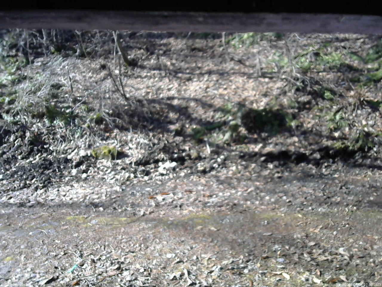 長野県菅平高原 ゆたか山荘 東側(坂下) 2026/04/06 07:30