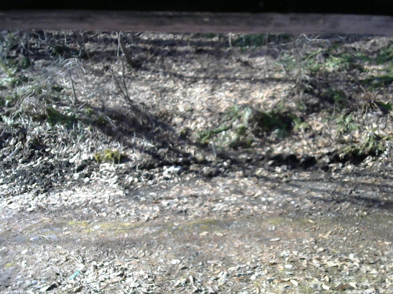 長野県菅平高原 ゆたか山荘 東側(坂下) 2026/04/06 07:45