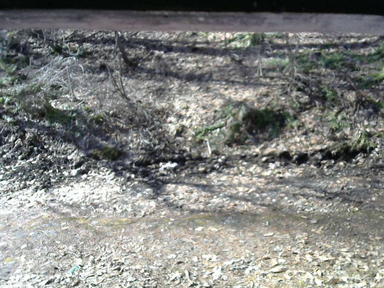 長野県菅平高原 ゆたか山荘 東側(坂下) 2026/04/06 08:00