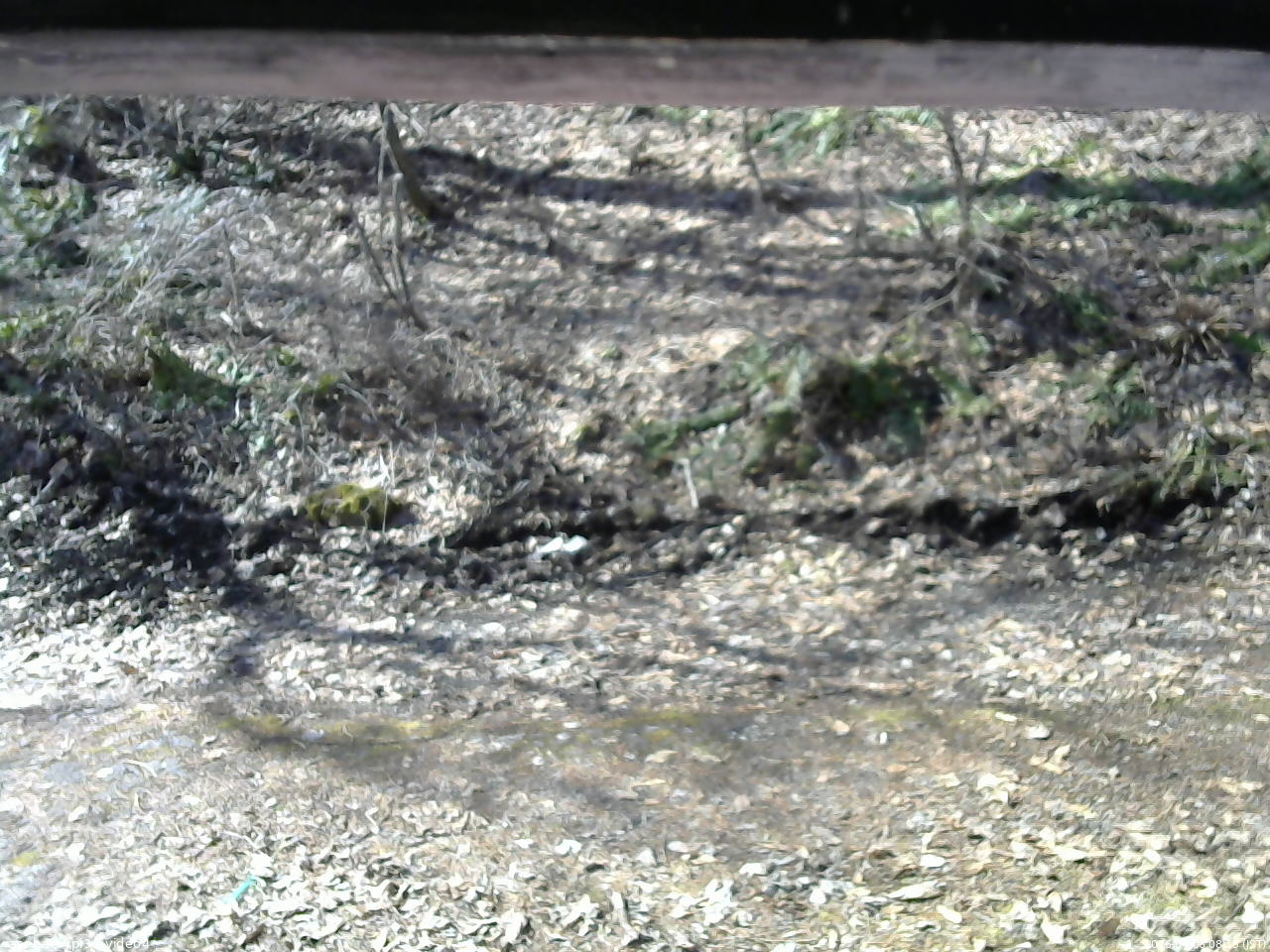 長野県菅平高原 ゆたか山荘 東側(坂下) 2026/04/06 08:15