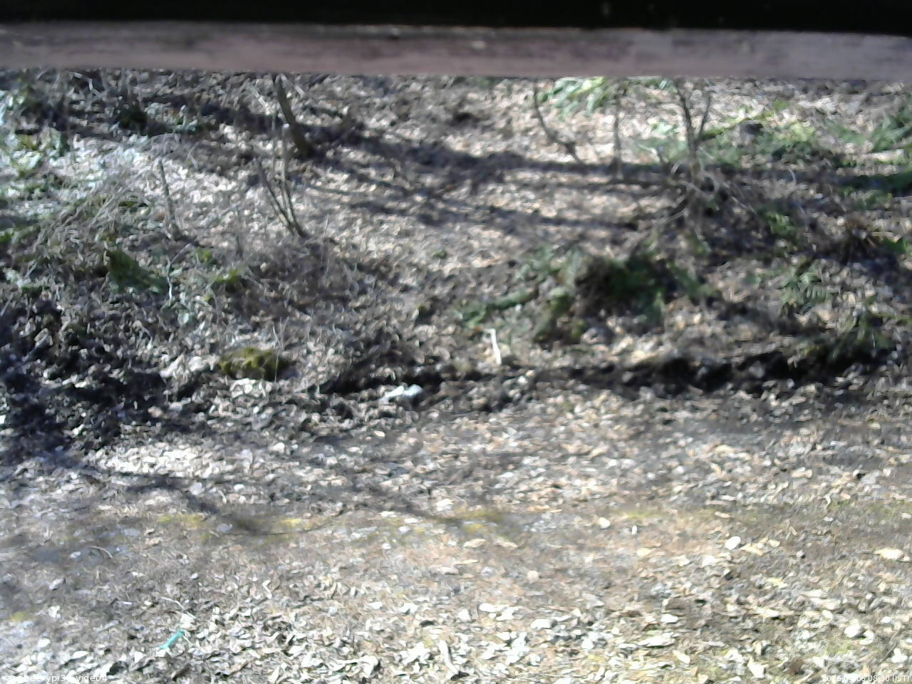 長野県菅平高原 ゆたか山荘 東側(坂下) 2026/04/06 08:30