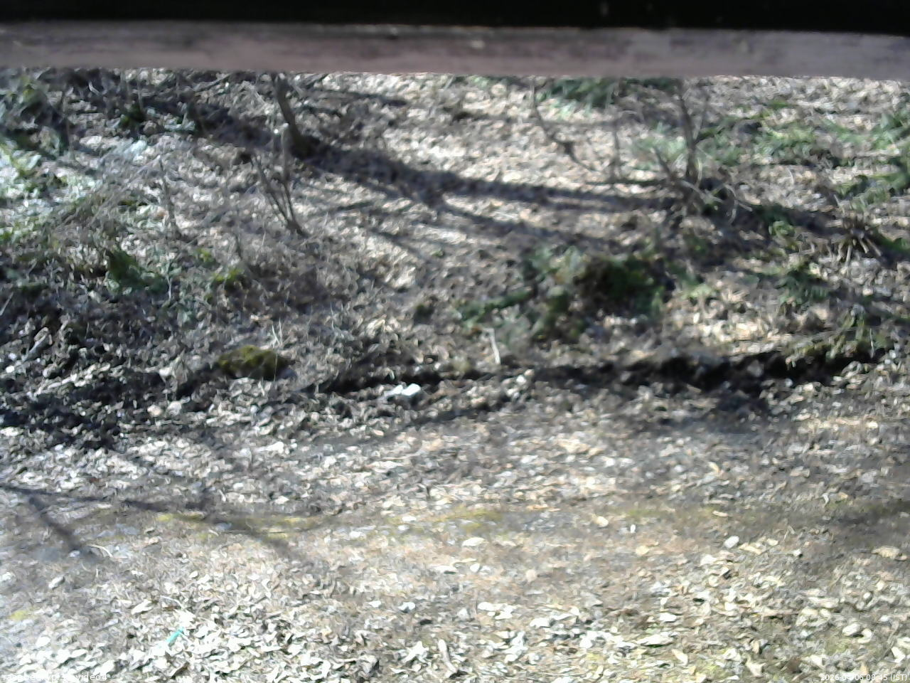 長野県菅平高原 ゆたか山荘 東側(坂下) 2026/04/06 08:45