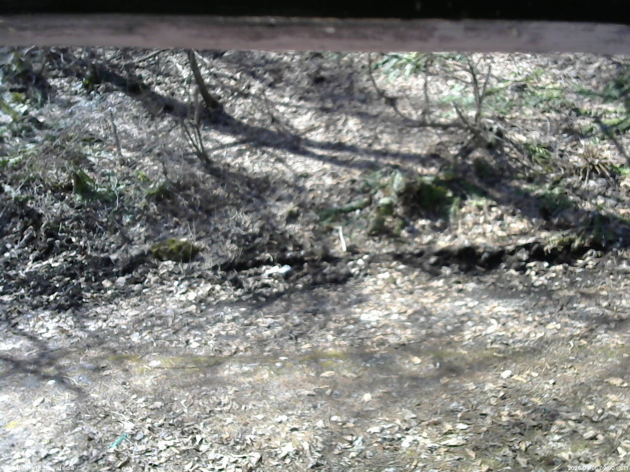 長野県菅平高原 ゆたか山荘 東側(坂下) 2026/04/06 09:00