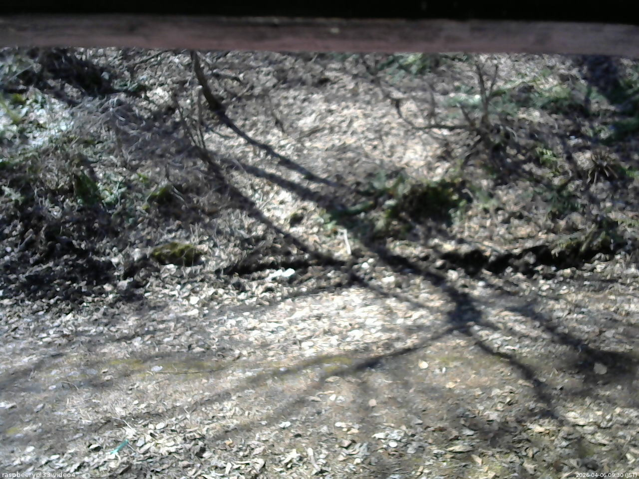 長野県菅平高原 ゆたか山荘 東側(坂下) 2026/04/06 09:30