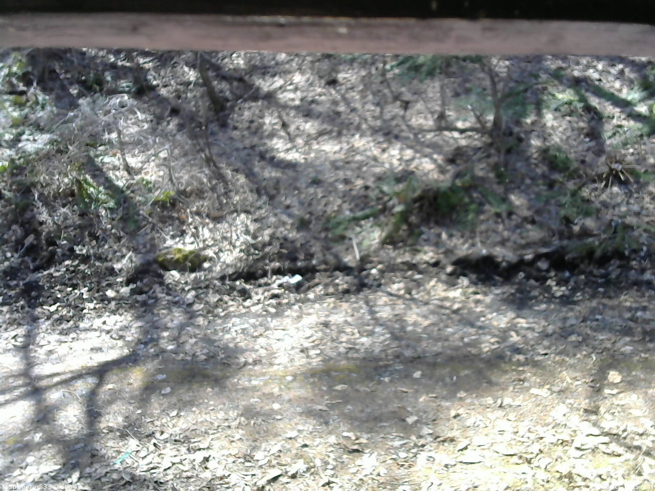 長野県菅平高原 ゆたか山荘 東側(坂下) 2026/04/06 10:15