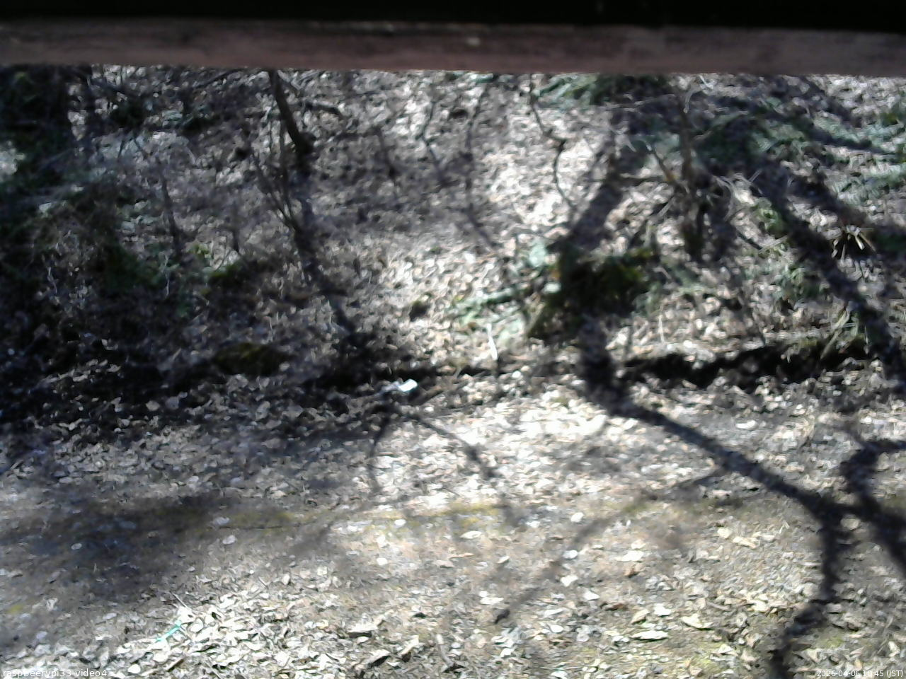 長野県菅平高原 ゆたか山荘 東側(坂下) 2026/04/06 10:45