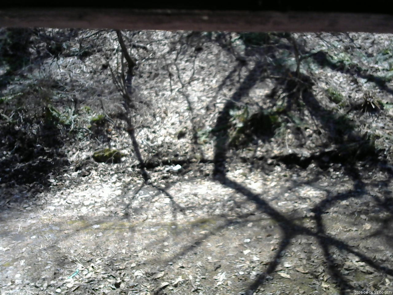 長野県菅平高原 ゆたか山荘 東側(坂下) 2026/04/06 11:00