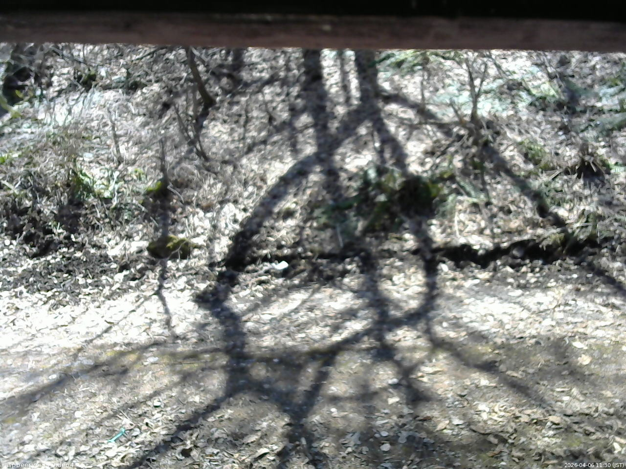 長野県菅平高原 ゆたか山荘 東側(坂下) 2026/04/06 11:30