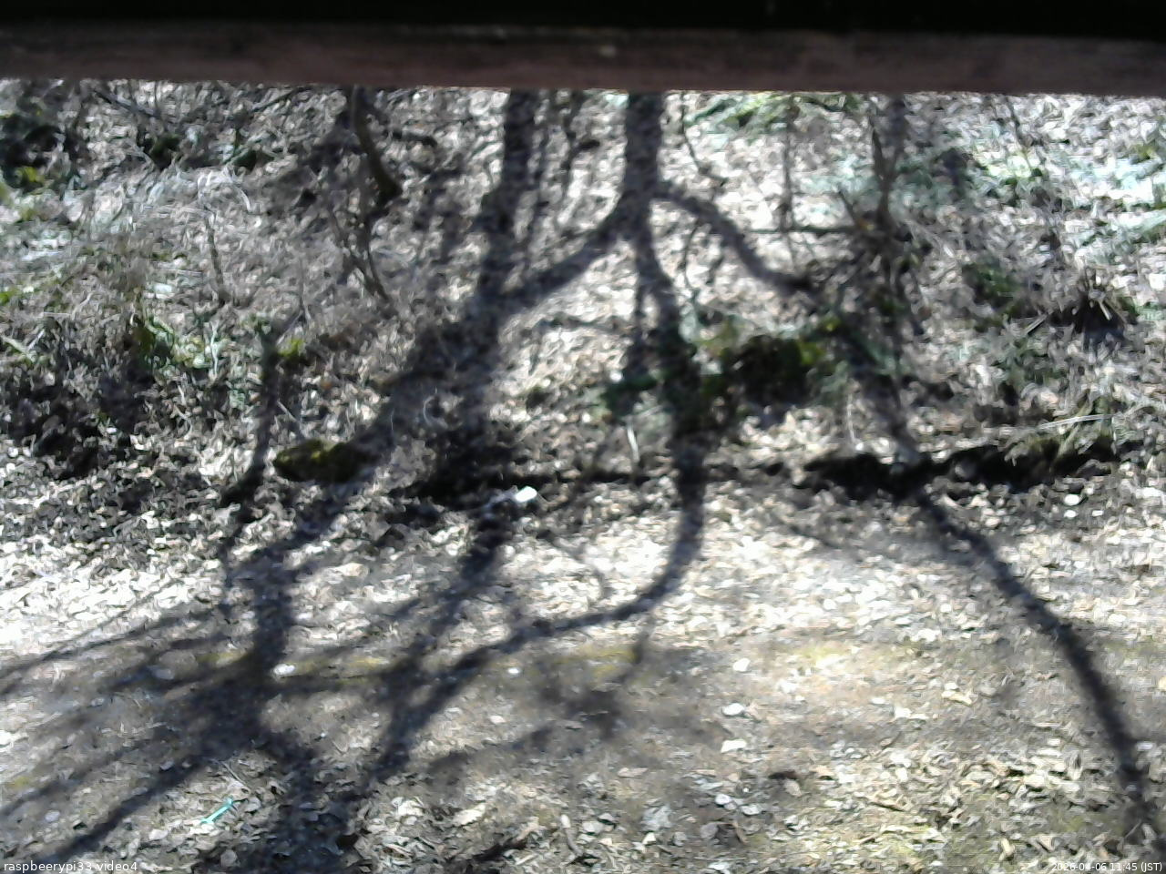 長野県菅平高原 ゆたか山荘 東側(坂下) 2026/04/06 11:45