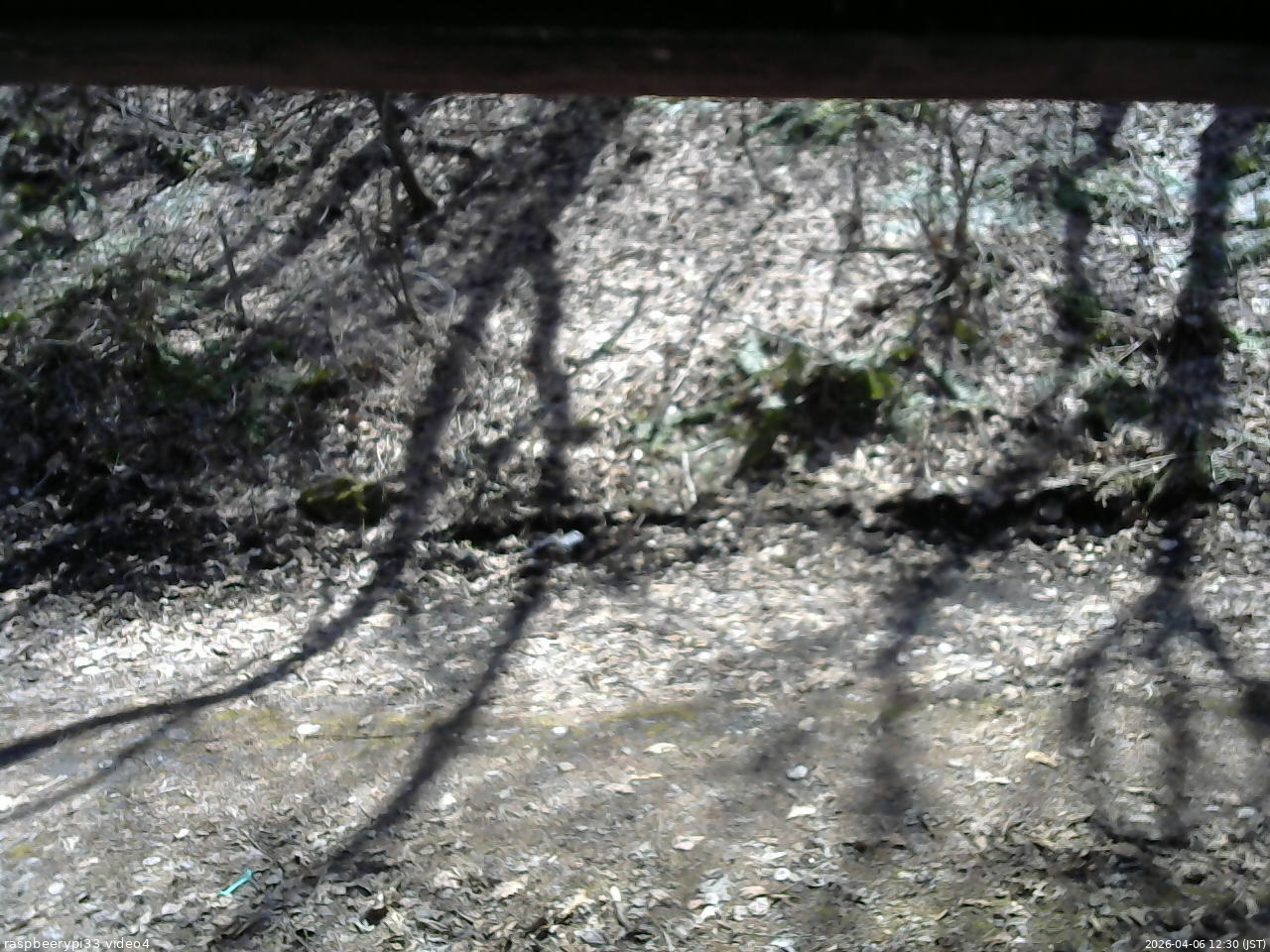 長野県菅平高原 ゆたか山荘 東側(坂下) 2026/04/06 12:30