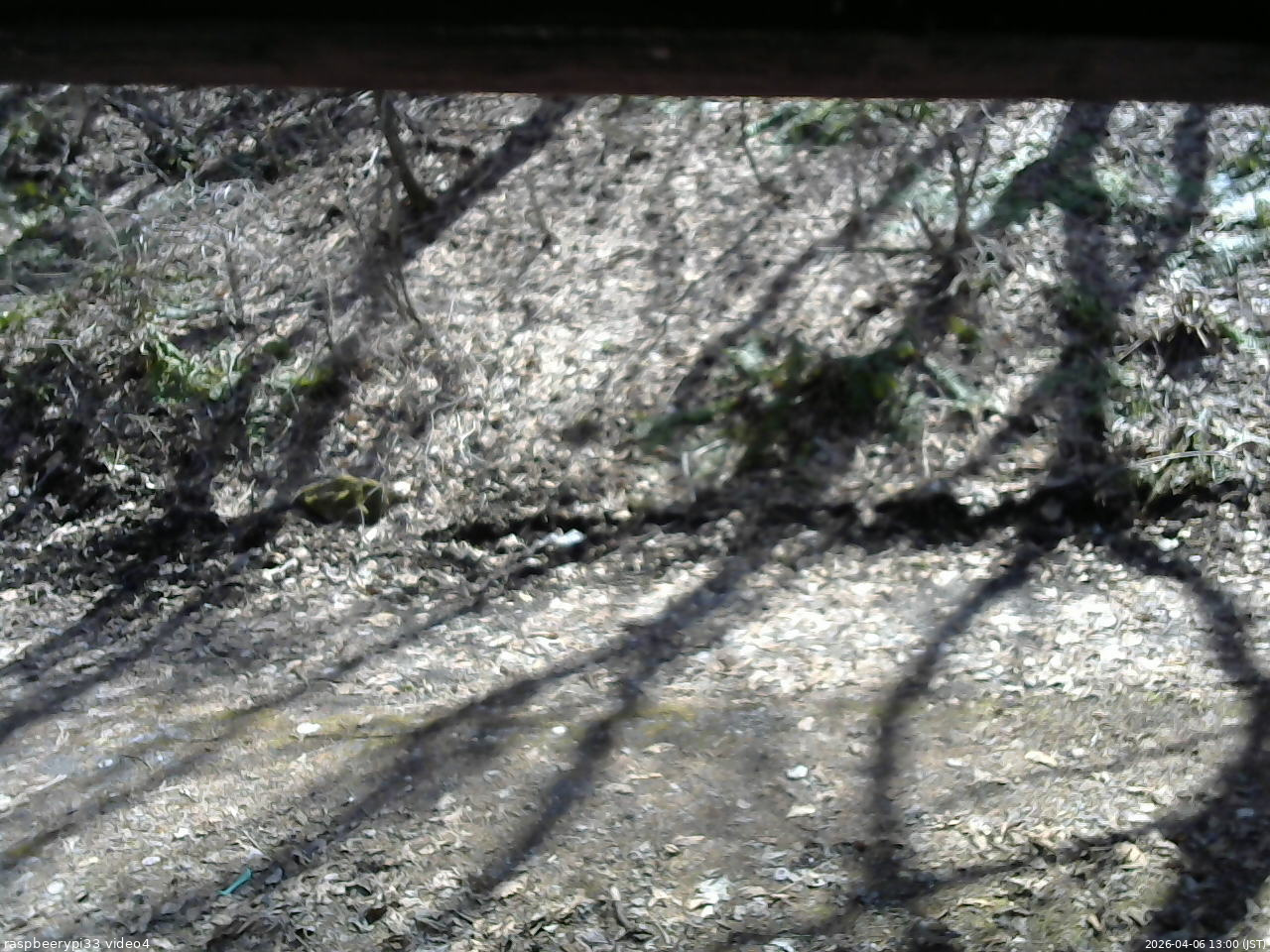 長野県菅平高原 ゆたか山荘 東側(坂下) 2026/04/06 13:00