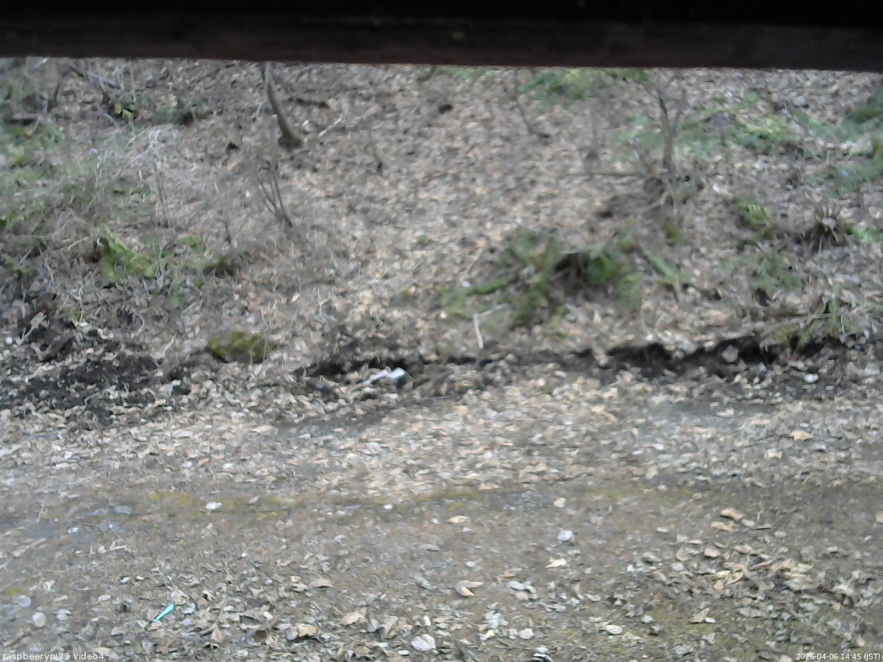 長野県菅平高原 ゆたか山荘 東側(坂下) 2026/04/06 14:45