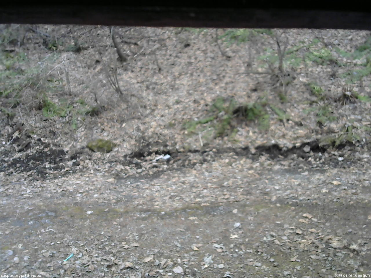 長野県菅平高原 ゆたか山荘 東側(坂下) 2026/04/06 15:00