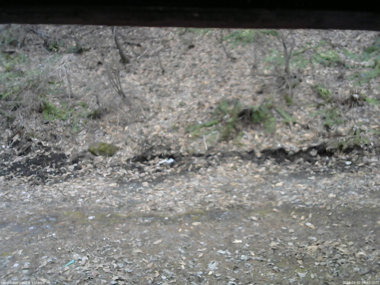 長野県菅平高原 ゆたか山荘 東側(坂下) 2026/04/07 06:45