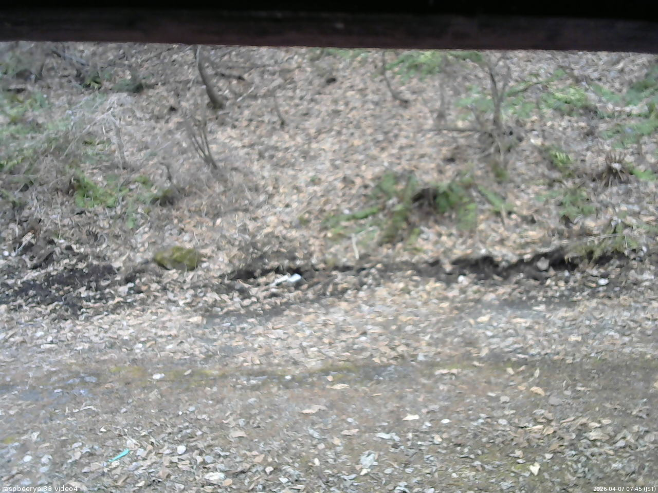 長野県菅平高原 ゆたか山荘 東側(坂下) 2026/04/07 07:45
