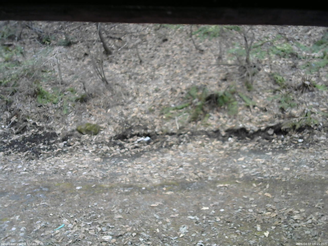 長野県菅平高原 ゆたか山荘 東側(坂下) 2026/04/07 08:15