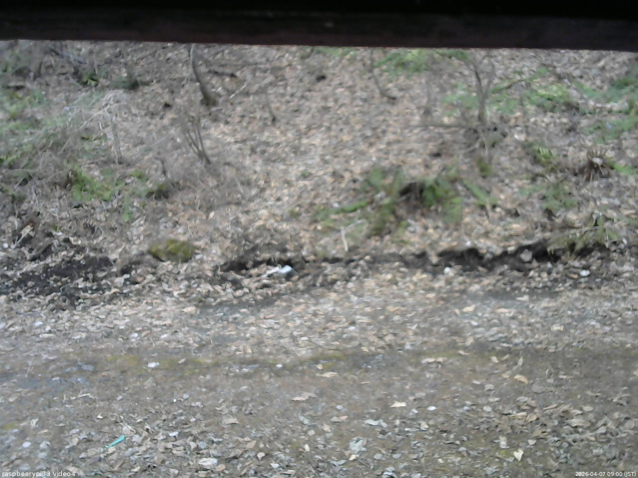 長野県菅平高原 ゆたか山荘 東側(坂下) 2026/04/07 09:00