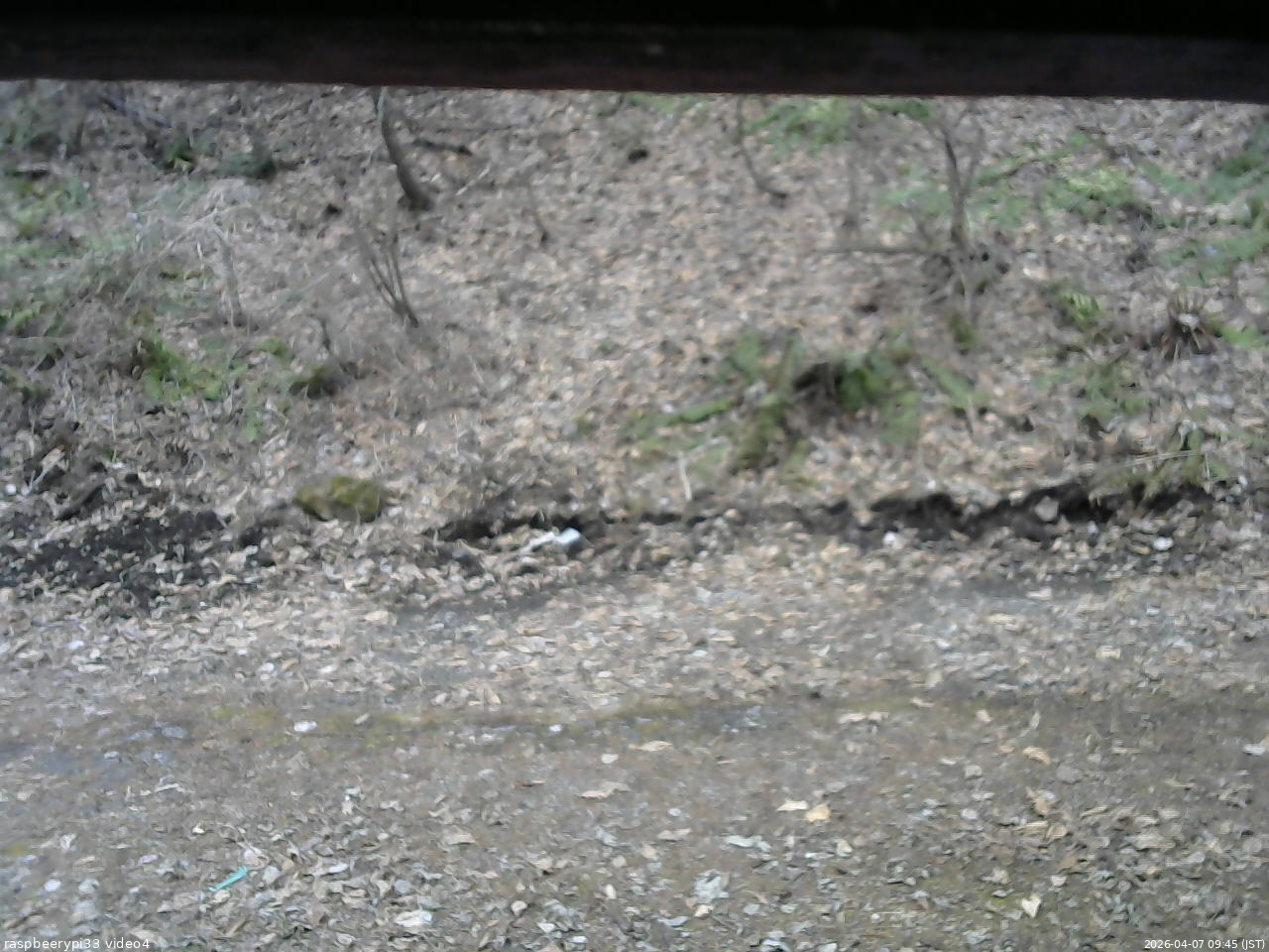 長野県菅平高原 ゆたか山荘 東側(坂下) 2026/04/07 09:45
