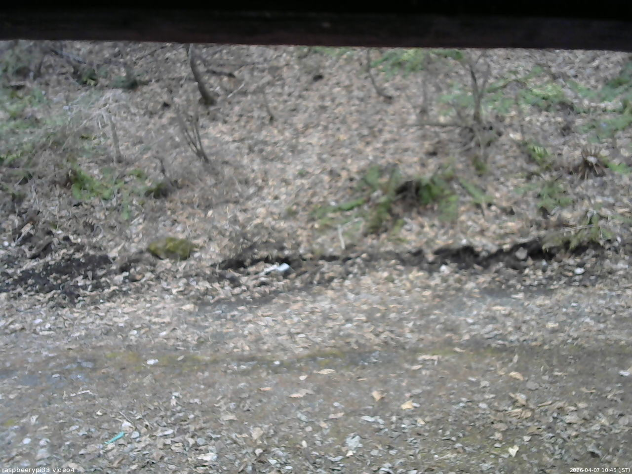 長野県菅平高原 ゆたか山荘 東側(坂下) 2026/04/07 10:45