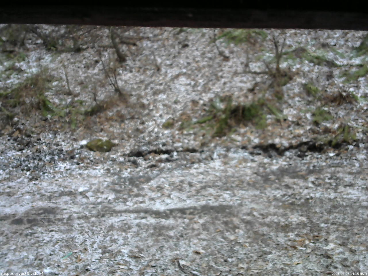 長野県菅平高原 ゆたか山荘 東側(坂下) 2026/04/07 14:15