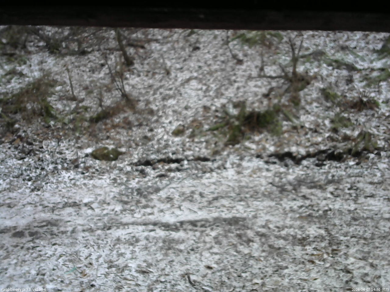 長野県菅平高原 ゆたか山荘 東側(坂下) 2026/04/07 14:30