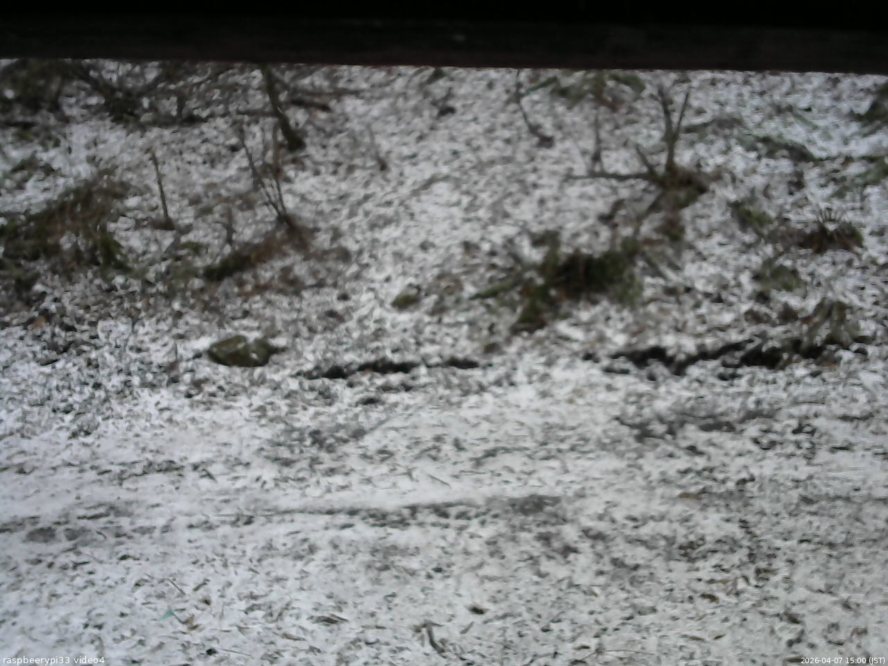 長野県菅平高原 ゆたか山荘 東側(坂下) 2026/04/07 15:00