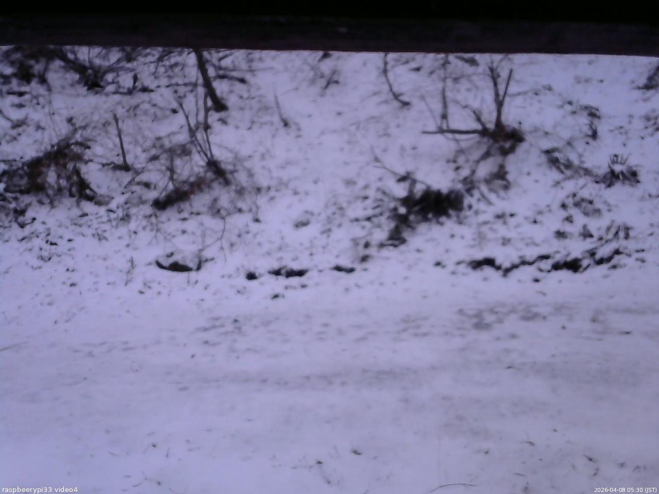 長野県菅平高原 ゆたか山荘 東側(坂下) 2026/04/08 05:30