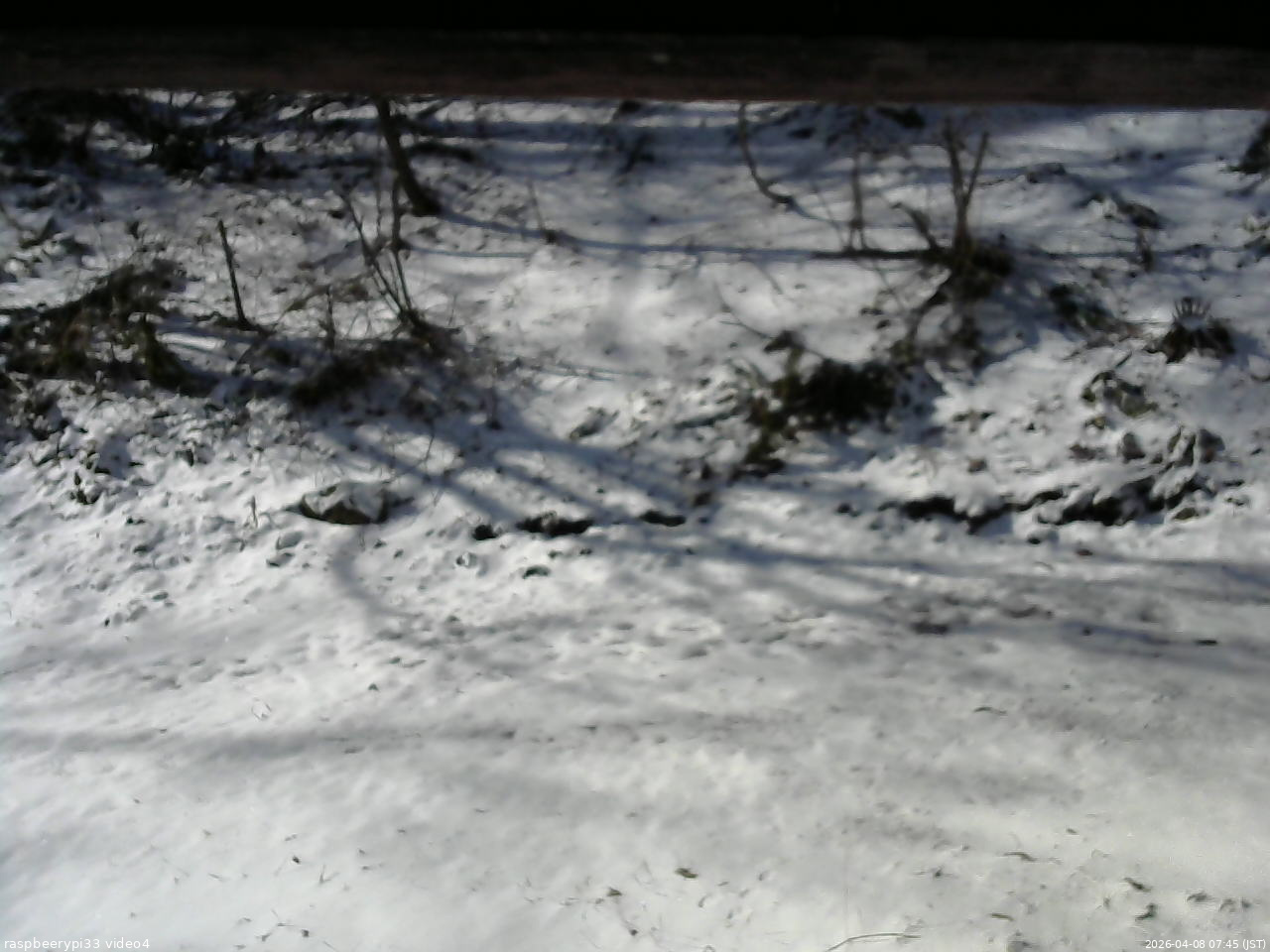 長野県菅平高原 ゆたか山荘 東側(坂下) 2026/04/08 07:45