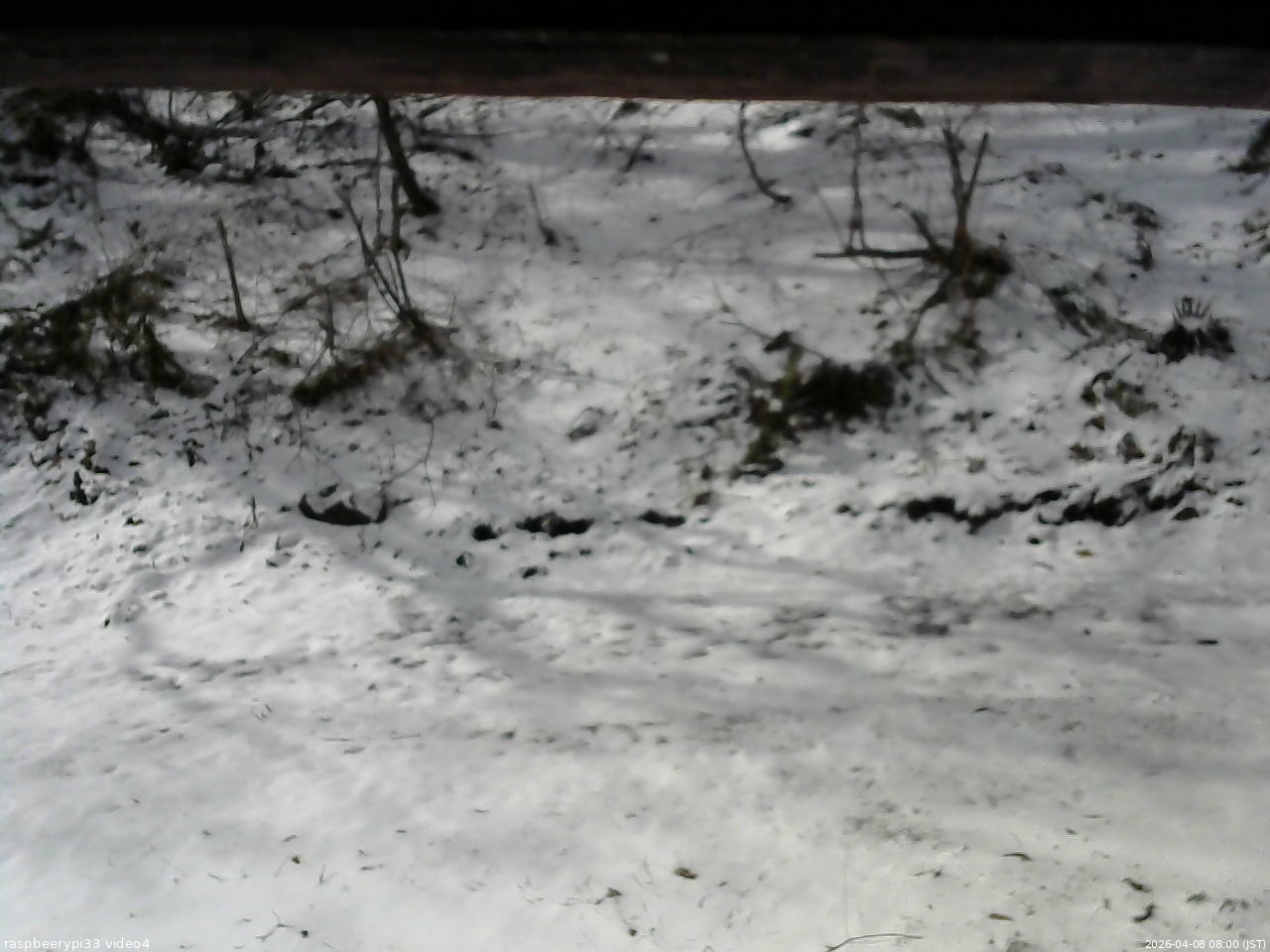 長野県菅平高原 ゆたか山荘 東側(坂下) 2026/04/08 08:00