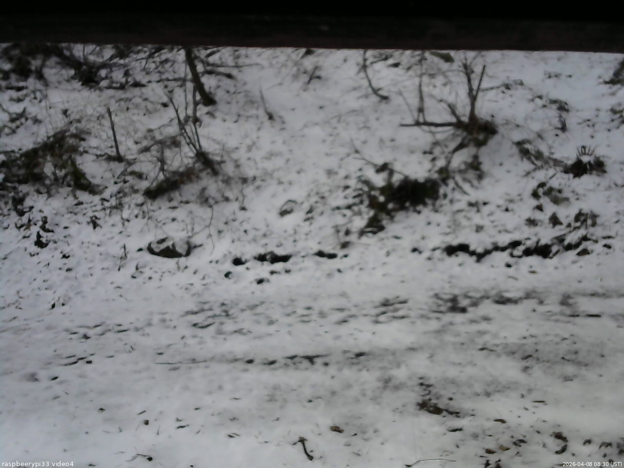 長野県菅平高原 ゆたか山荘 東側(坂下) 2026/04/08 08:30