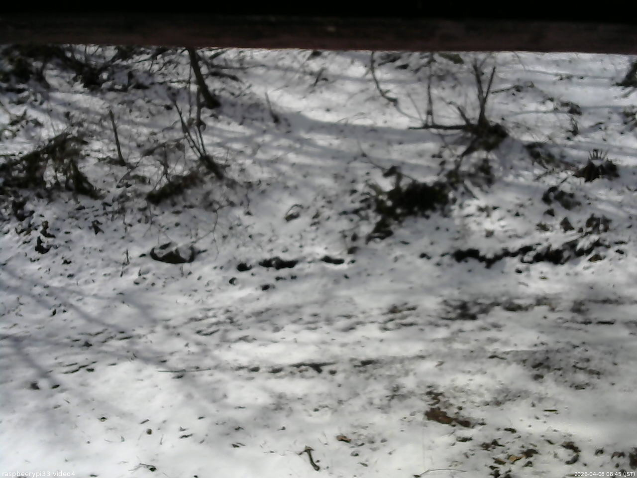 長野県菅平高原 ゆたか山荘 東側(坂下) 2026/04/08 08:45