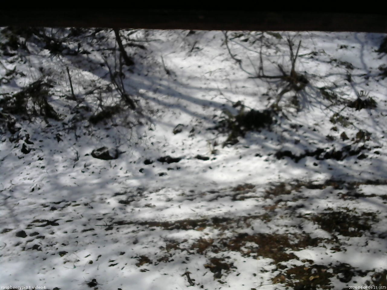 長野県菅平高原 ゆたか山荘 東側(坂下) 2026/04/08 09:15