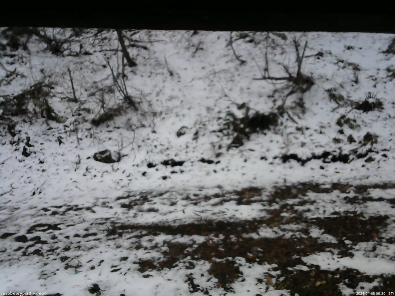 長野県菅平高原 ゆたか山荘 東側(坂下) 2026/04/08 09:30