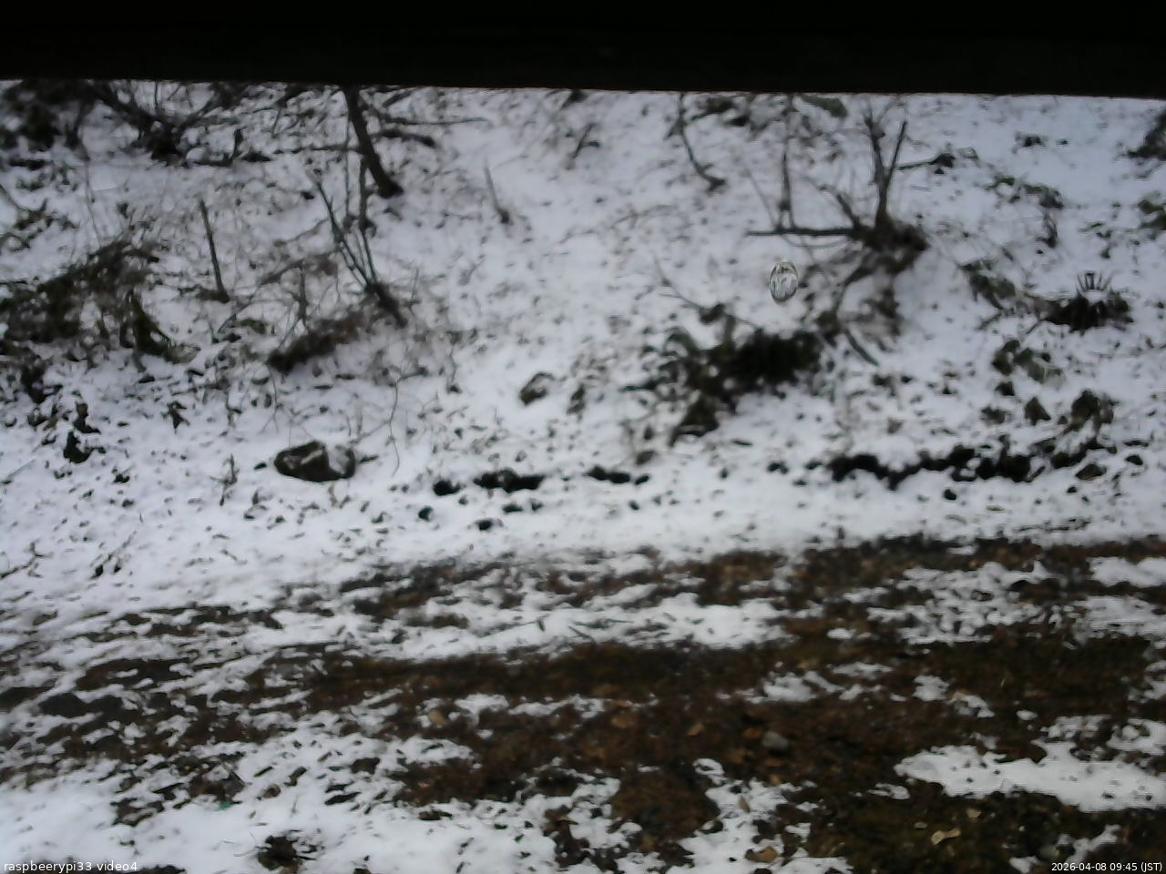 長野県菅平高原 ゆたか山荘 東側(坂下) 2026/04/08 09:45