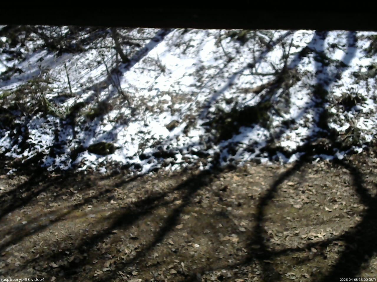 長野県菅平高原 ゆたか山荘 東側(坂下) 2026/04/08 13:00