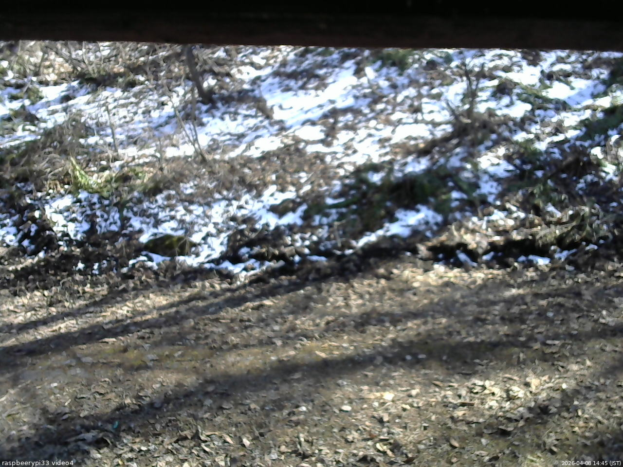 長野県菅平高原 ゆたか山荘 東側(坂下) 2026/04/08 14:45