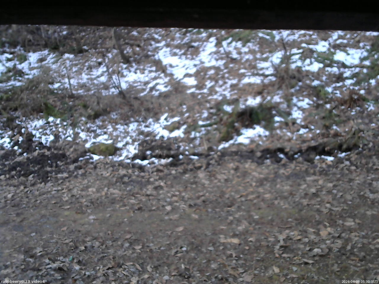 長野県菅平高原 ゆたか山荘 東側(坂下) 2026/04/09 05:30