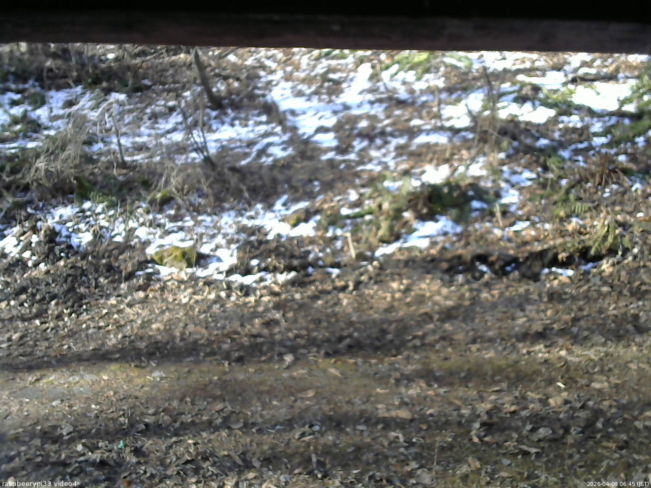 長野県菅平高原 ゆたか山荘 東側(坂下) 2026/04/09 06:45