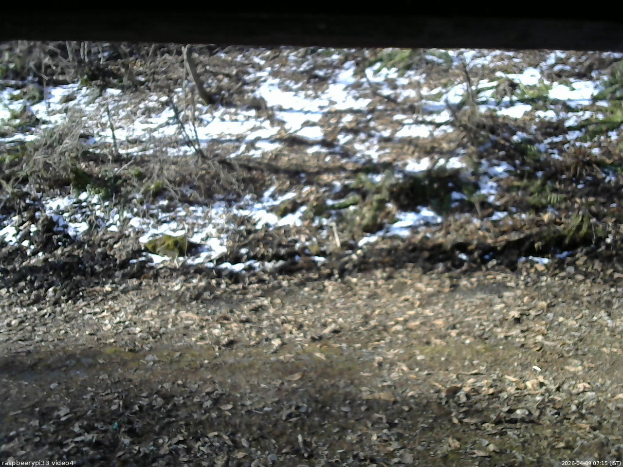 長野県菅平高原 ゆたか山荘 東側(坂下) 2026/04/09 07:15