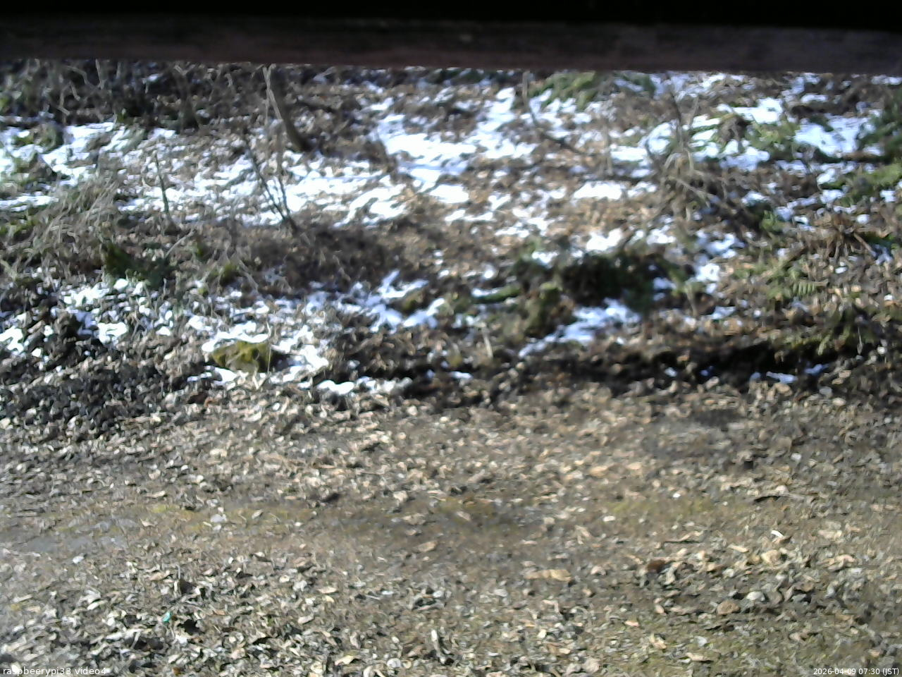 長野県菅平高原 ゆたか山荘 東側(坂下) 2026/04/09 07:30