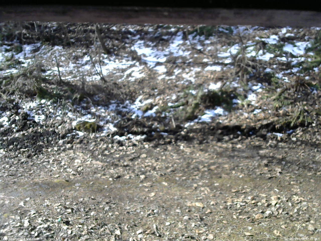 長野県菅平高原 ゆたか山荘 東側(坂下) 2026/04/09 07:45