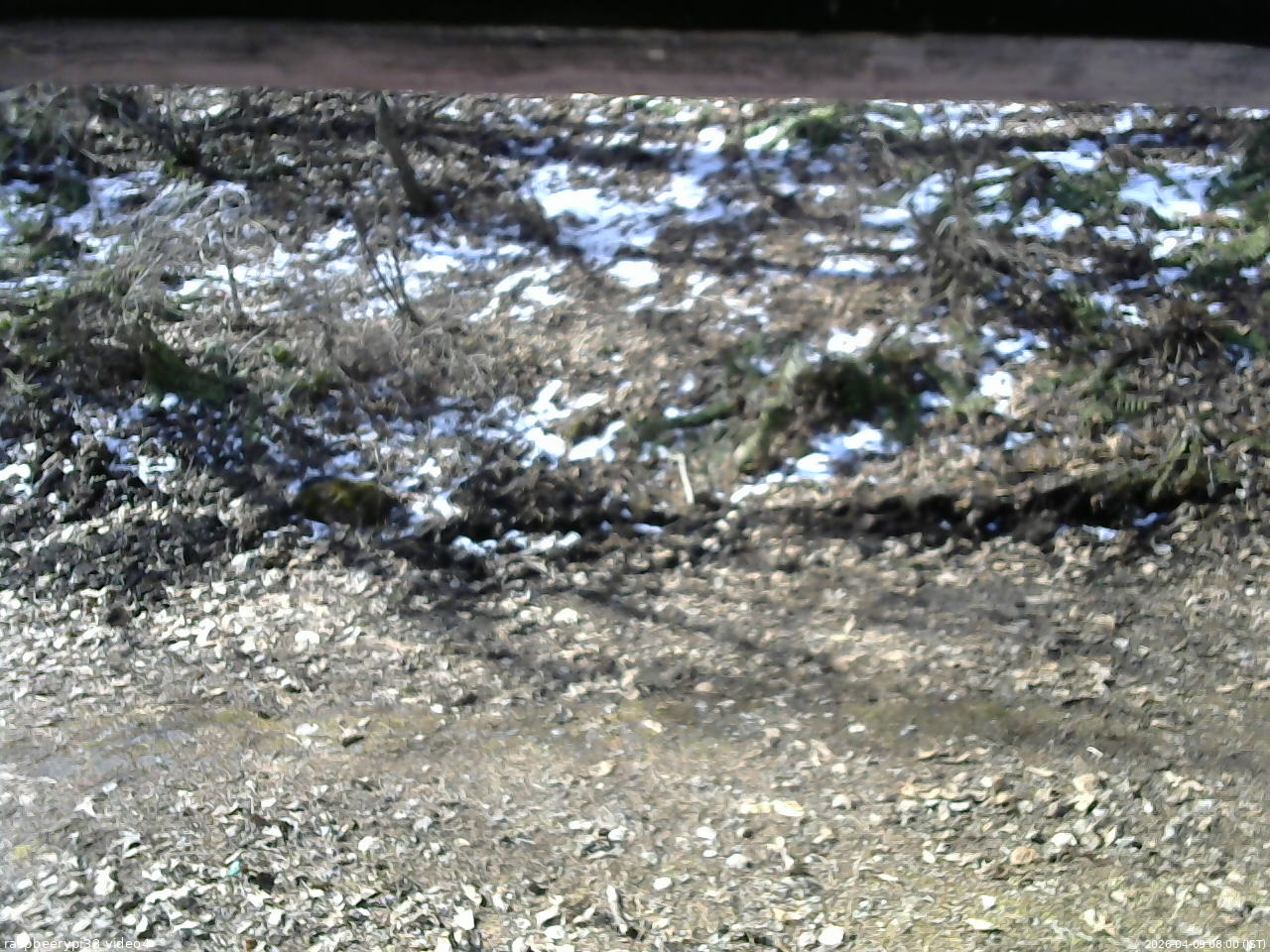 長野県菅平高原 ゆたか山荘 東側(坂下) 2026/04/09 08:00